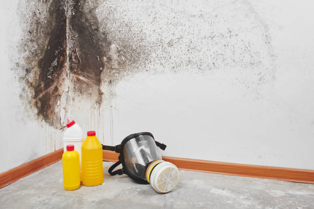 Best Residential Mold Removal  in Brighton, CO
