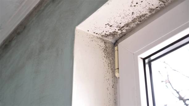Mold Removal and Inspection in Brighton, CO