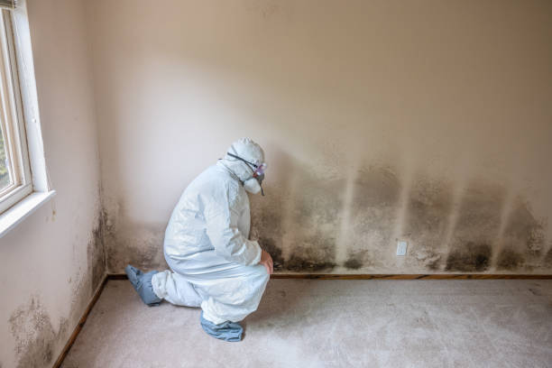 Office Mold Removal Services in Brighton, CO