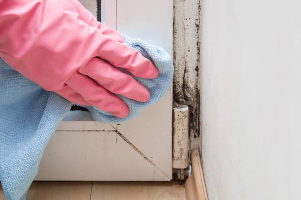 Best Mold Testing  in Brighton, CO