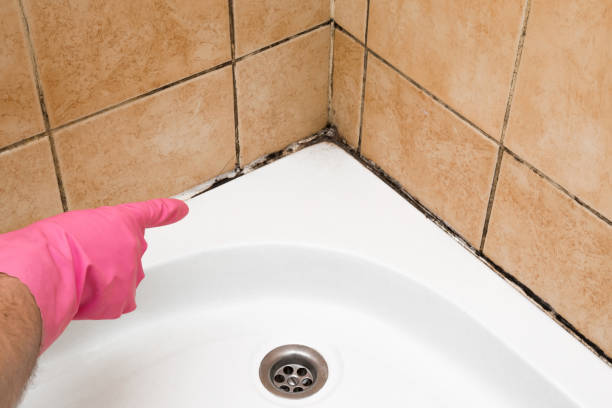 Best Professional Mold Removal  in Brighton, CO